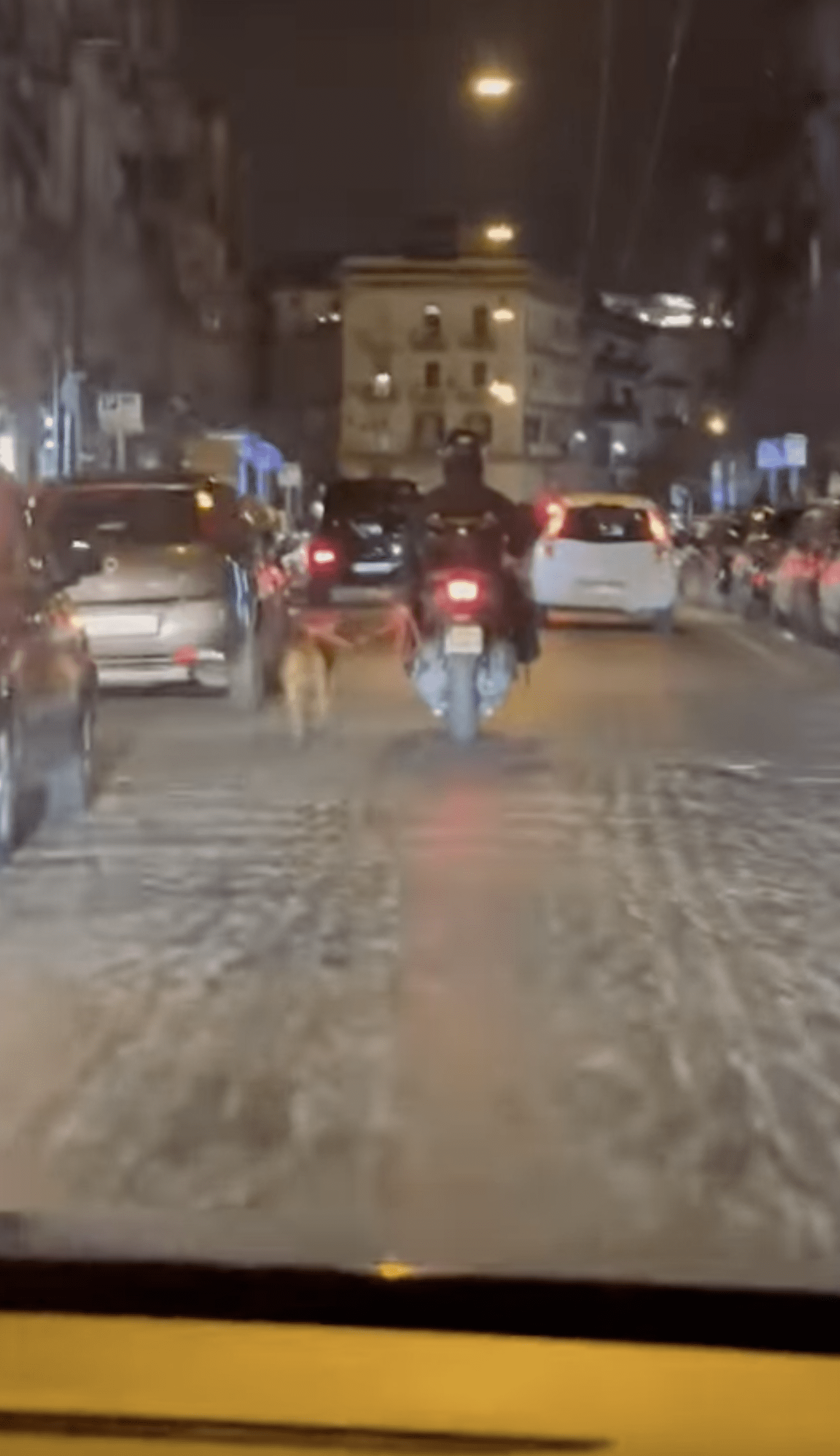 scooter-trascina-un-cane-per-il-centro-di-napoli