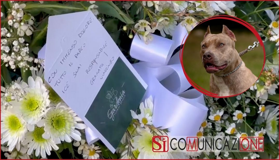 giulia loffredo bimba uccisa pitbull ice snei acerra