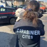 Campo Rom controlli carabinieri cane