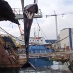 Balenottera morta Beverello Video